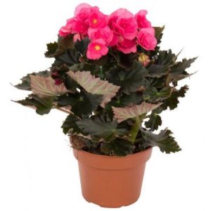 Begonia zimowa - 